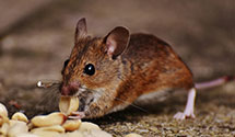 24 Hour & Emergency Exterminators in Annamoriah, WV